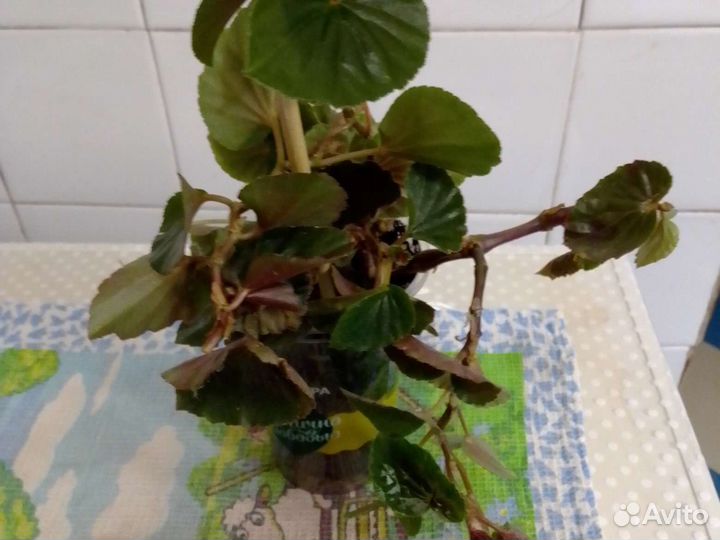 Бегония вечноцветущая