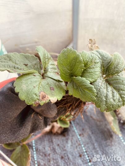 Усы клубники Гигантелла