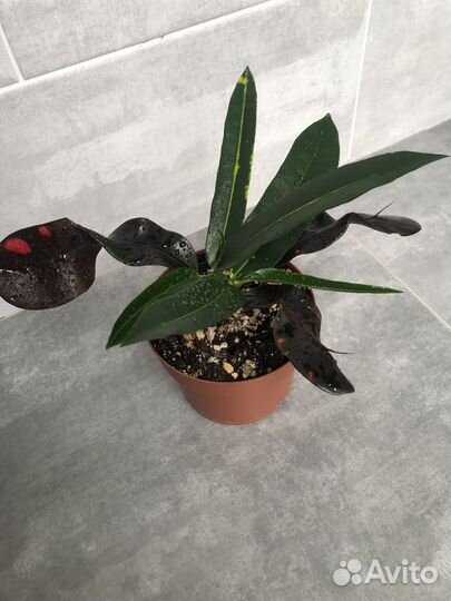 Кротон мамми