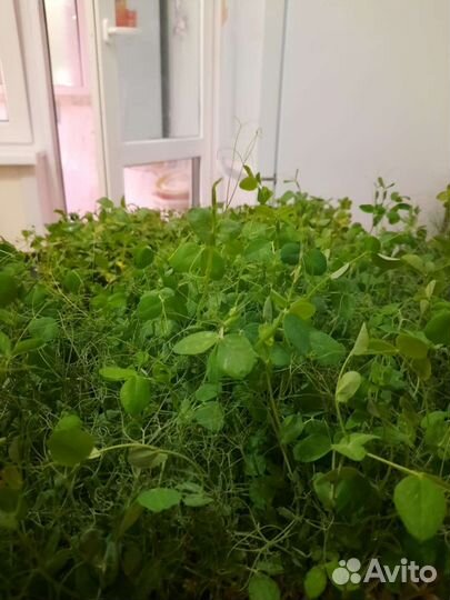 Микрозелень