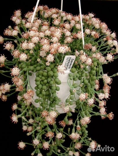 Крестовник Сенецио Роули