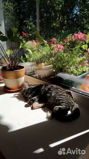 Передержка животных