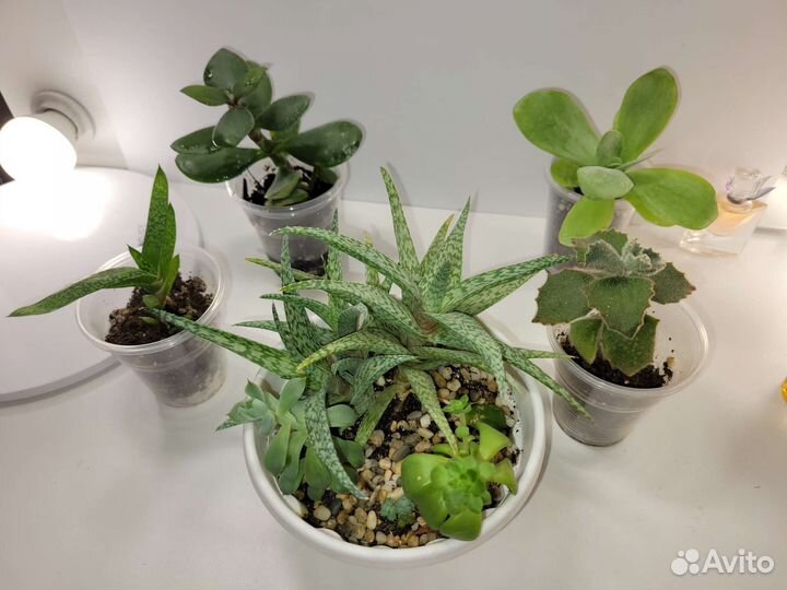 Драцена Флорида бьюти и пр