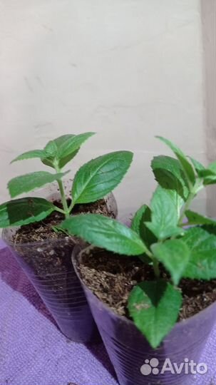 Гортензия метельчатая Самаркая Лидия