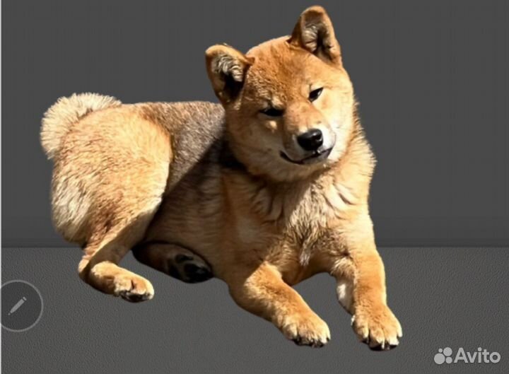 Сиба ину щенки