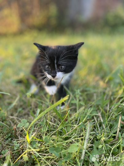 Котики бесплатно в добрые руки