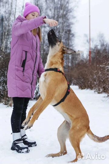 Собака в добрые руки
