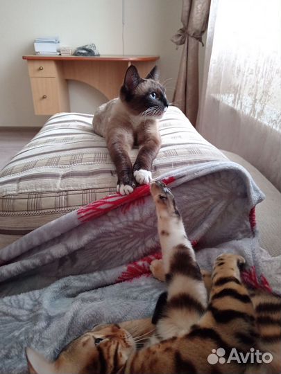 Котоняня передержка на вашей территории