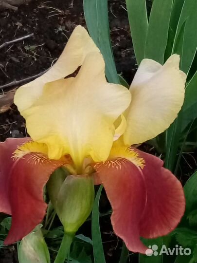 Ирис сортовой