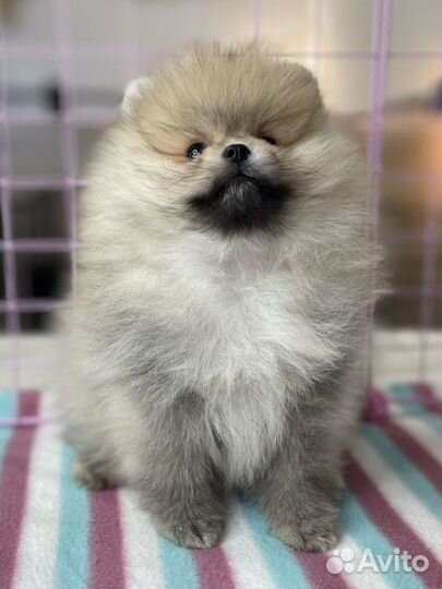 Щенки померанского шпица белые, кремовые минимишки