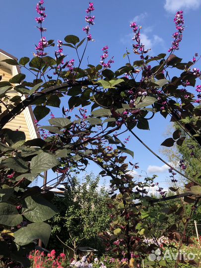 Рассада Долихоса 