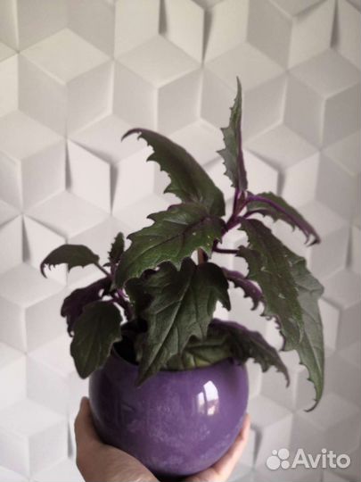 Суккуленты