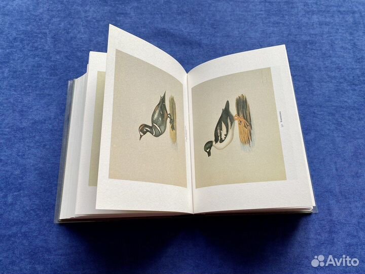 Акварели декабриста Петра Ивановича Борисова