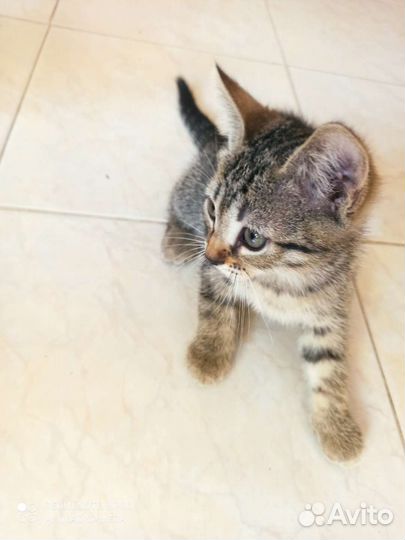 Кошки бесплатно