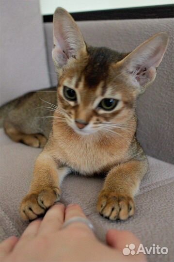 Абиссинские котята