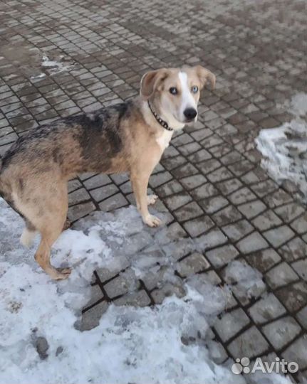 Собака в добрые руки