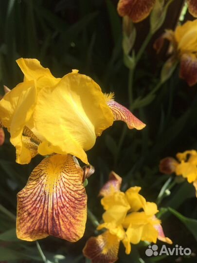 Ирис бородатый