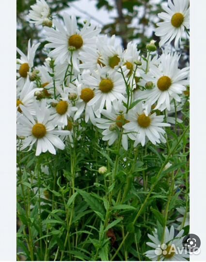 Астранция,ромашка,лихнис корончатый,васелёк