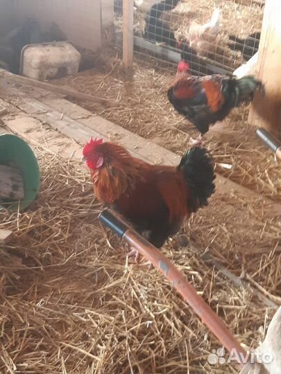 Петух породы Маран, 7 месяцев
