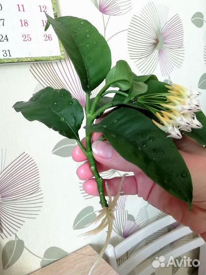 Хойя мультифлора цветущая