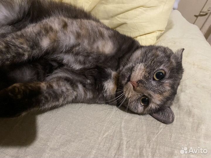 Кошка в дар бесплатно