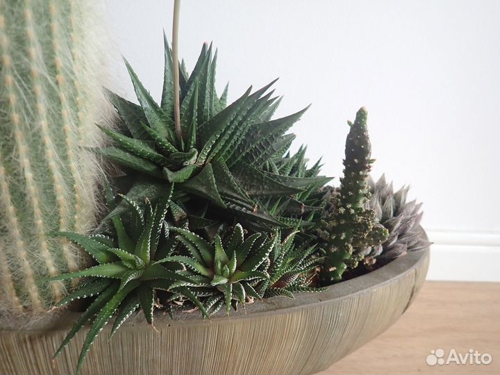 Кактус эспостоа большой 16 лет, композиция