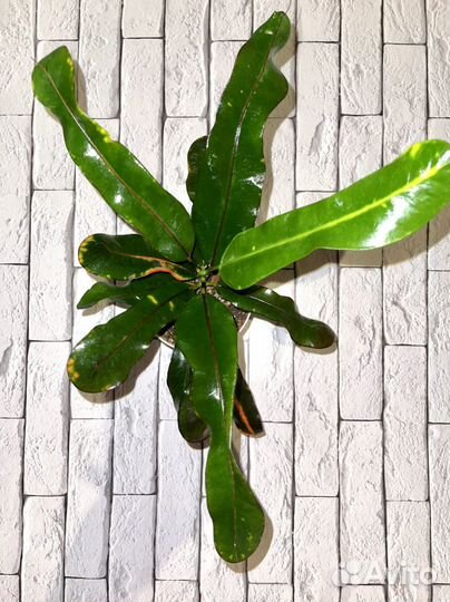 Кодиеум кротон Мамми