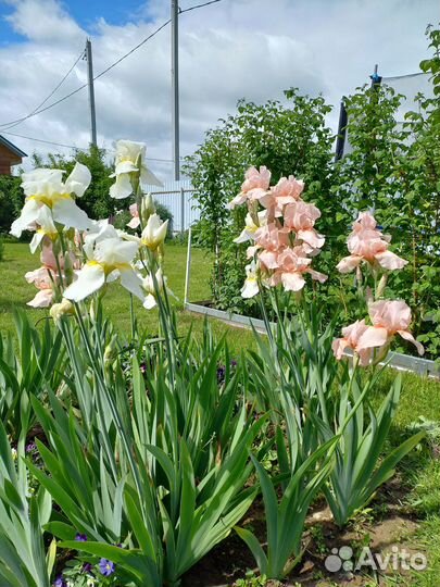 Ирисы бородатые