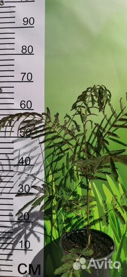 Акация ленкоранская (альбиция) саженец