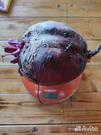 Перепелиный помет