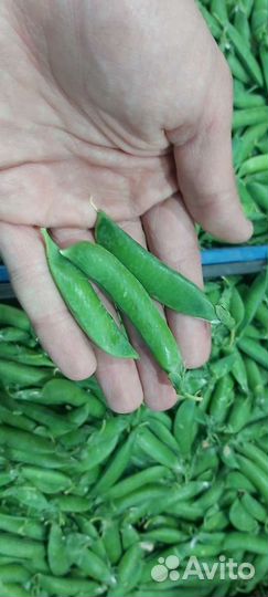 Свежий Горох сладкий с доставкой