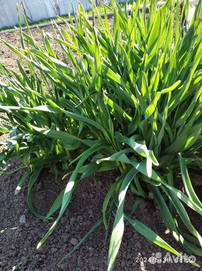 Черемша (медвежий чеснок)