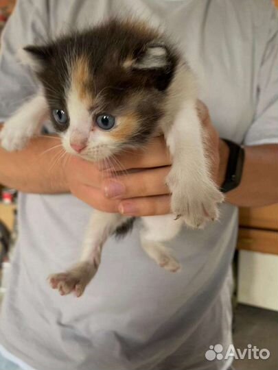 Кошка