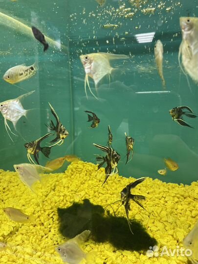 Аквариумные рыбки