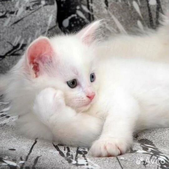 Котята