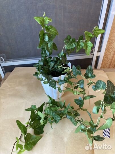 Лианы, сциндапсус, плющ