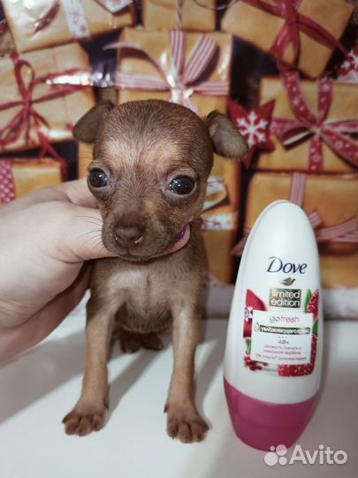 Чихуа мини teacup, baby face