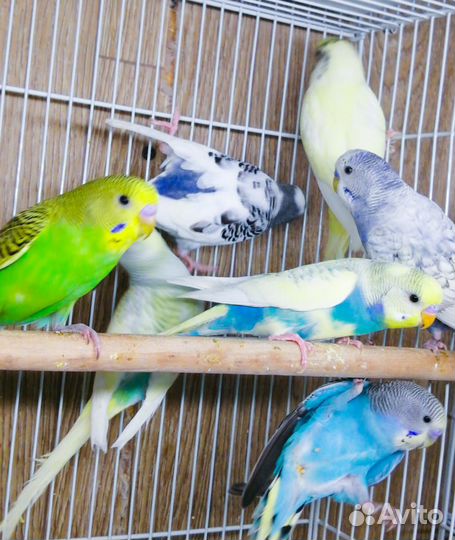 Волнистый попугай птенцы и взрослые