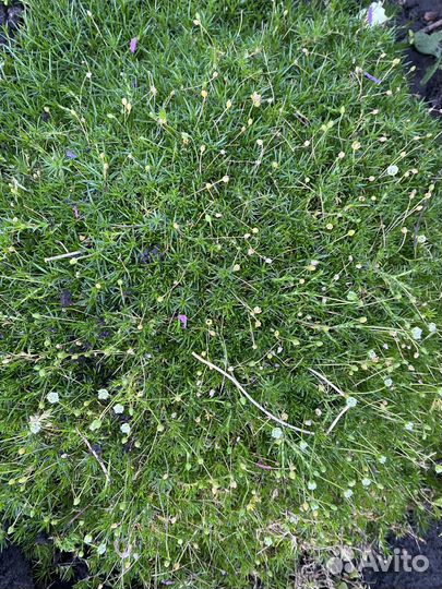 Мшанка или ирландский мох