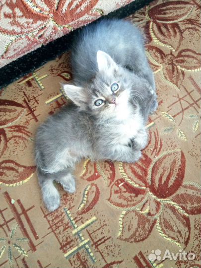 Котята в добрые руки бесплатно