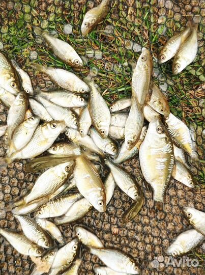 Малек карпа для зарыбления