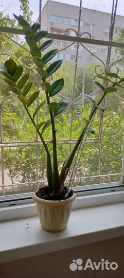 Комнатные цветы