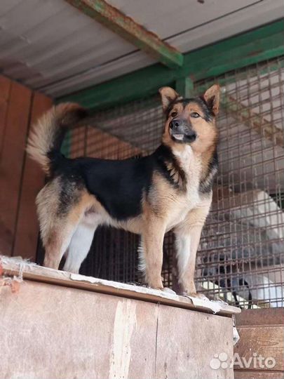 Собака из приюта ищет дом