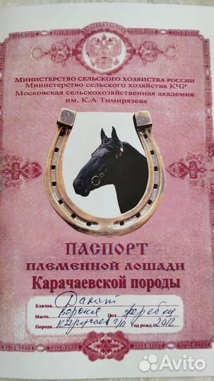 Жеребец карачаевской породы