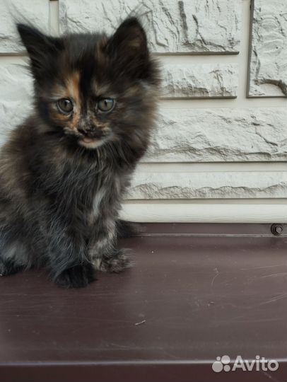 Кошечка в добрые руки