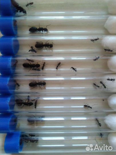 Муравьиные фермы,camponotus vagus, messor structor
