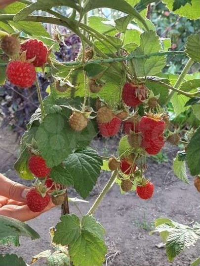 Дача 30 м² на участке 4 сот.