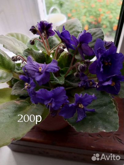 Фиалка в горшках