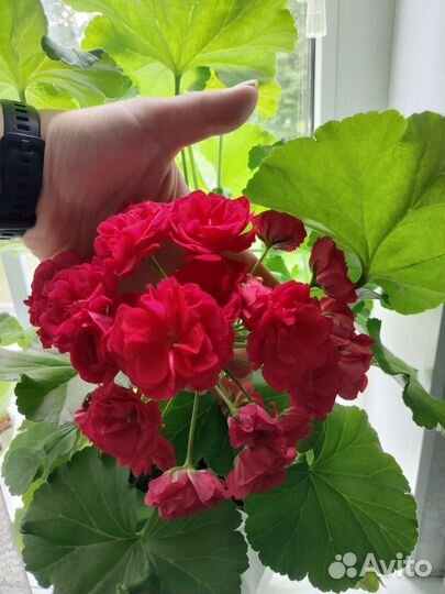 Пеларгония герань