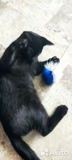 Черный котенок в добрые руки